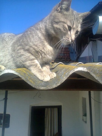 Macska a háztetőn